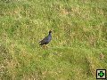 thn_NZ leden-unor 2006 004.jpg